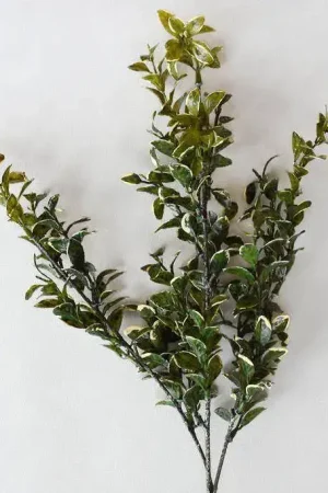 Branche EUONYMUS 26'' Affaire À Saisir