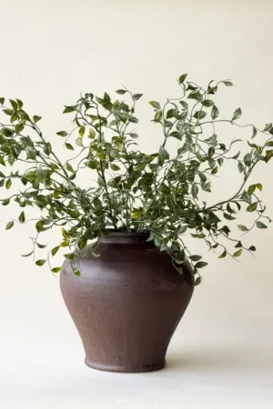SMILAX SPRAY 31'' Offre Spéciale