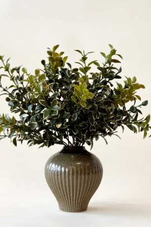 Branche EUONYMUS 14" Produit De Marque