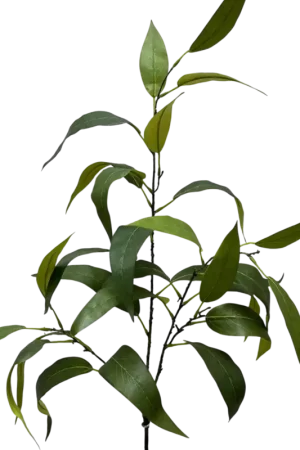 Branche d’Eucalyptus Globulus 45'' Nouveauté
